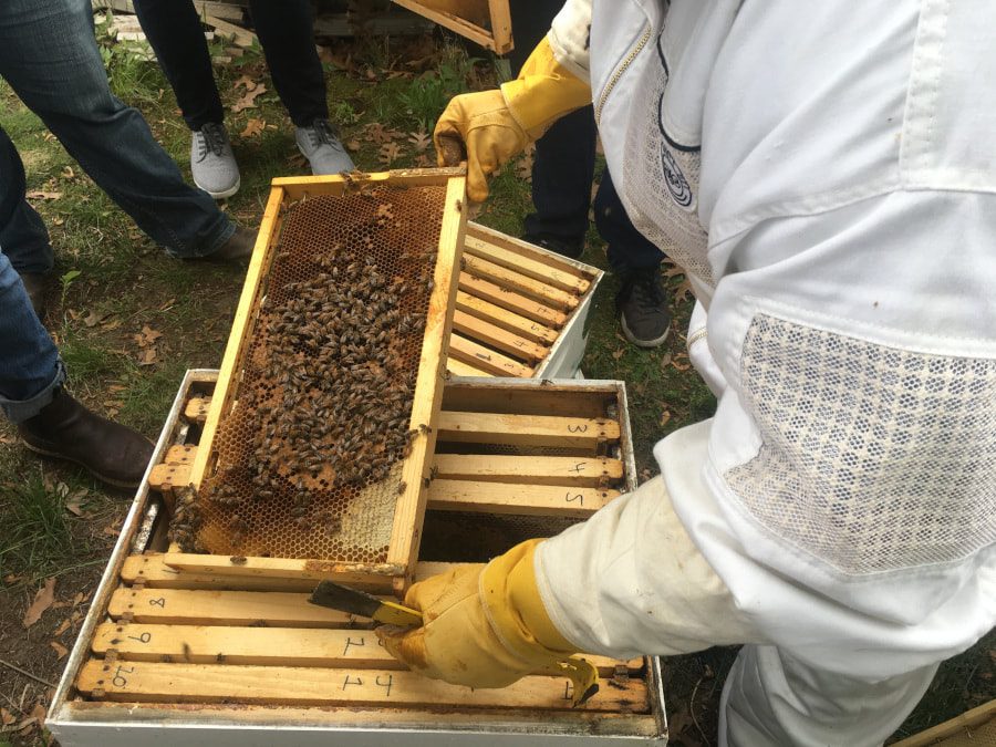 A beekeeper in a white suit and yellow gloves lifts a frame covered in bees from a hive.