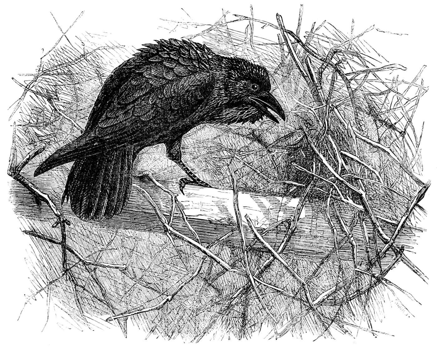 A raven among branches, from an 1860 engraving by Joseph Wolf and Joseph Swain.